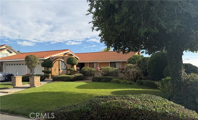 Photo of 9637 Apricot